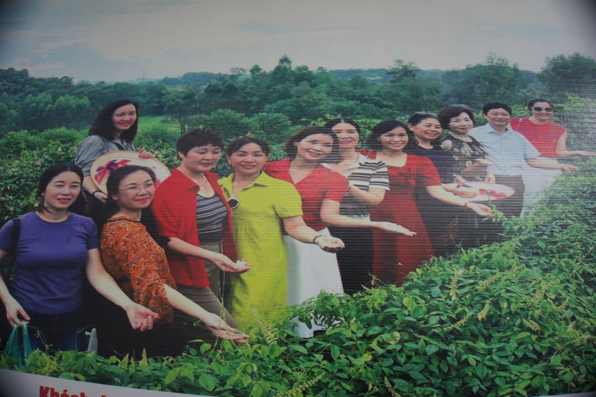 Độc đáo mô hình trải nghiệm vườn sâm 