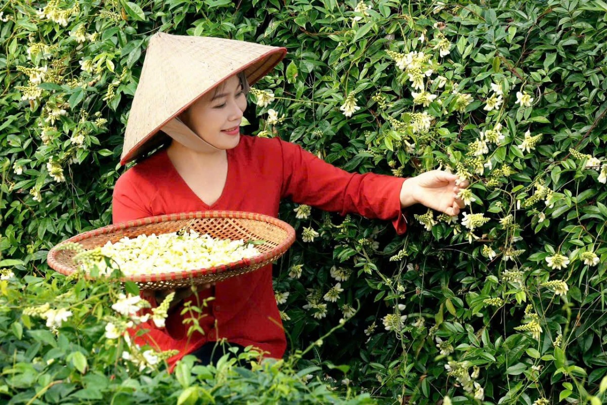 Độc đáo mô hình trải nghiệm vườn sâm 