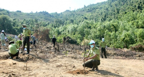 Khánh Hòa quy định đơn giá trồng rừng thay thế khi chuyển mục đích sử dụng rừng