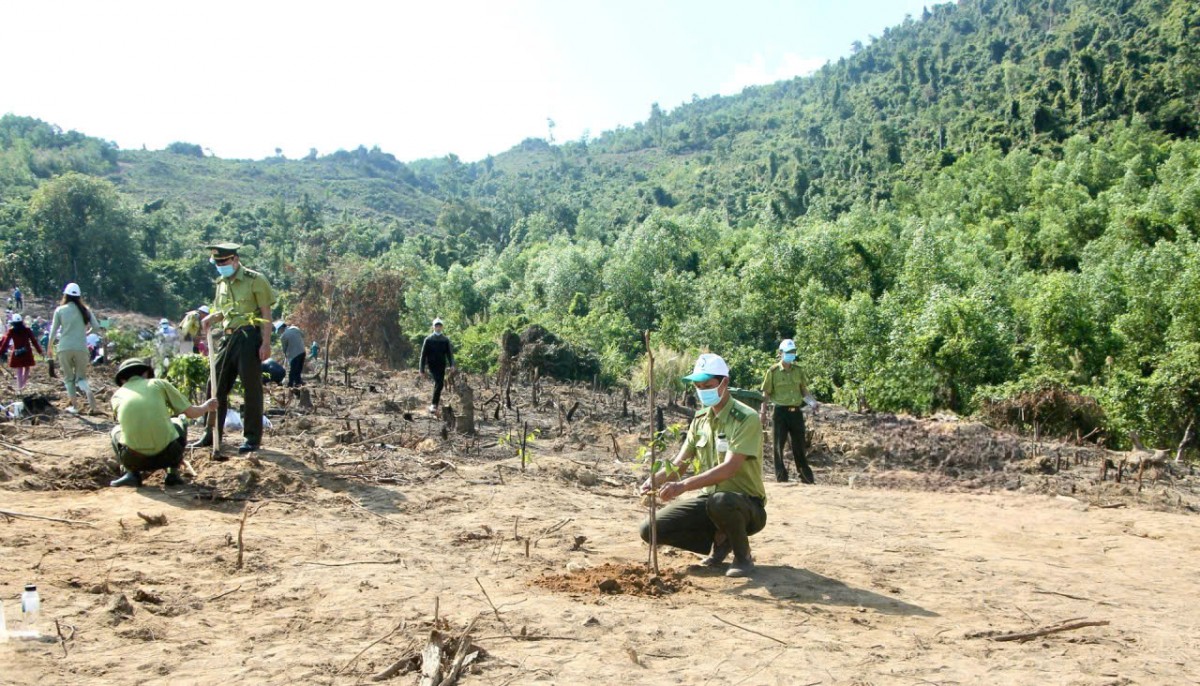 Khánh Hòa quy định đơn giá trồng rừng thay thế khi chuyển mục đích sử dụng rừng