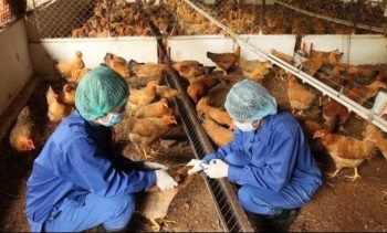 Lâm Đồng chủ động ngăn chặn bùng phát nguy cơ dịch cúm gia cầm lây sang người