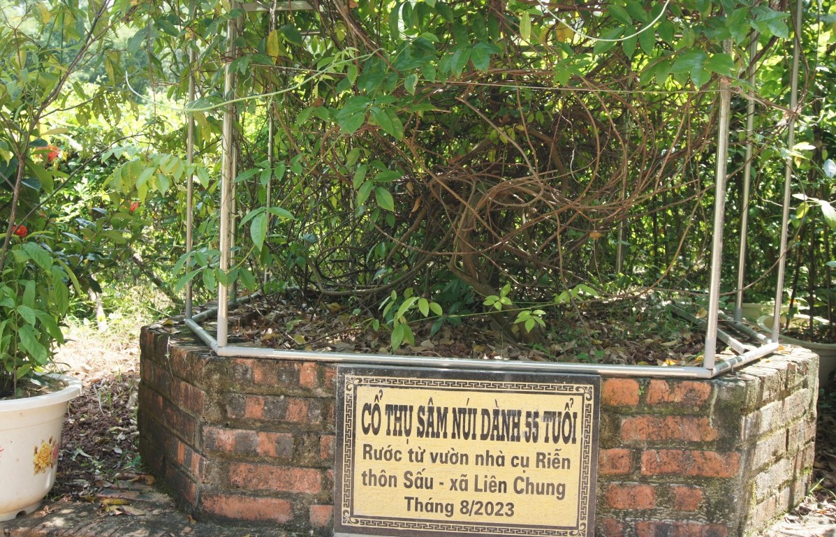 Để sâm núi Dành vươn ra thị trường lớn: Cần những giải pháp toàn diện