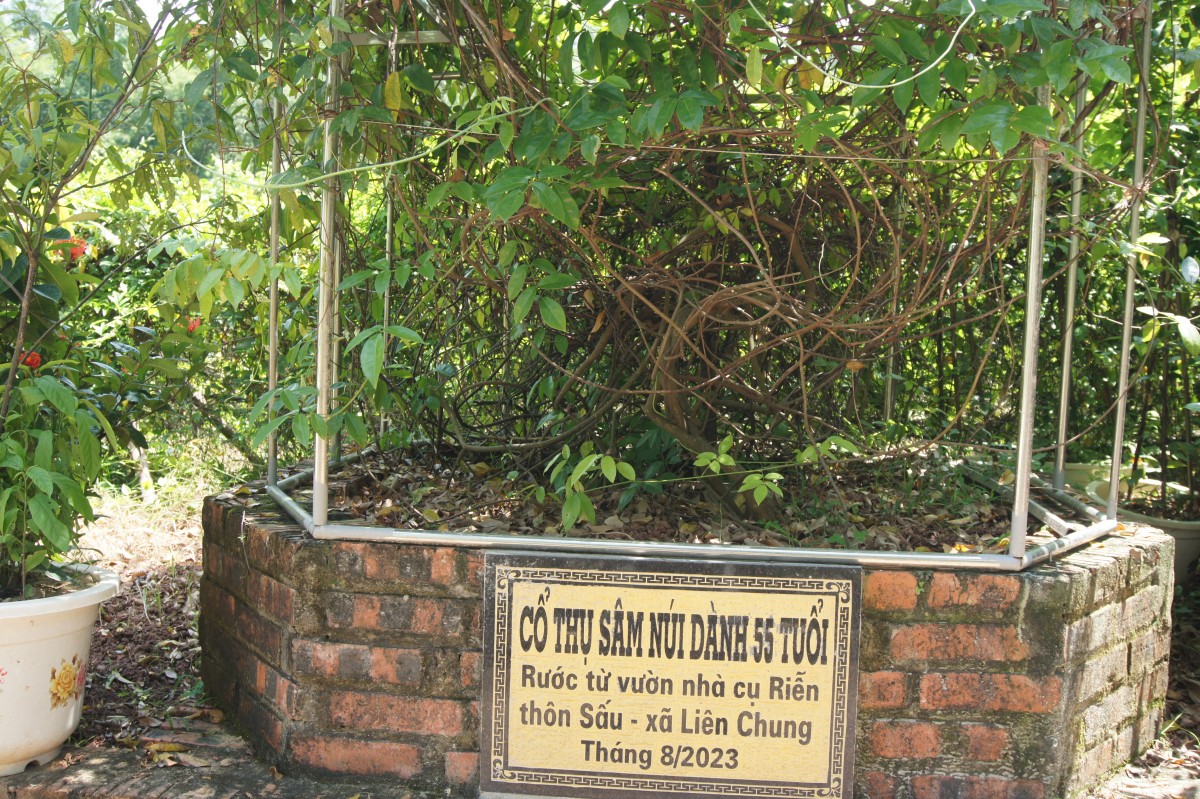 Để sâm núi Dành vươn ra thị trường lớn: Cần những giải pháp toàn diện