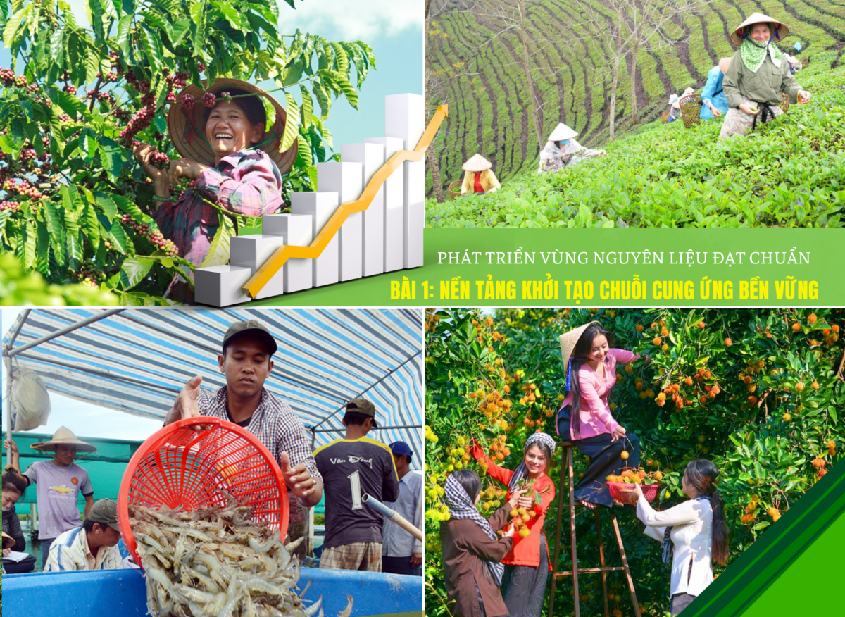 Phát triển vùng nguyên liệu đạt chuẩn - Bài 1: Nền tảng khởi tạo chuỗi cung ứng bền vững