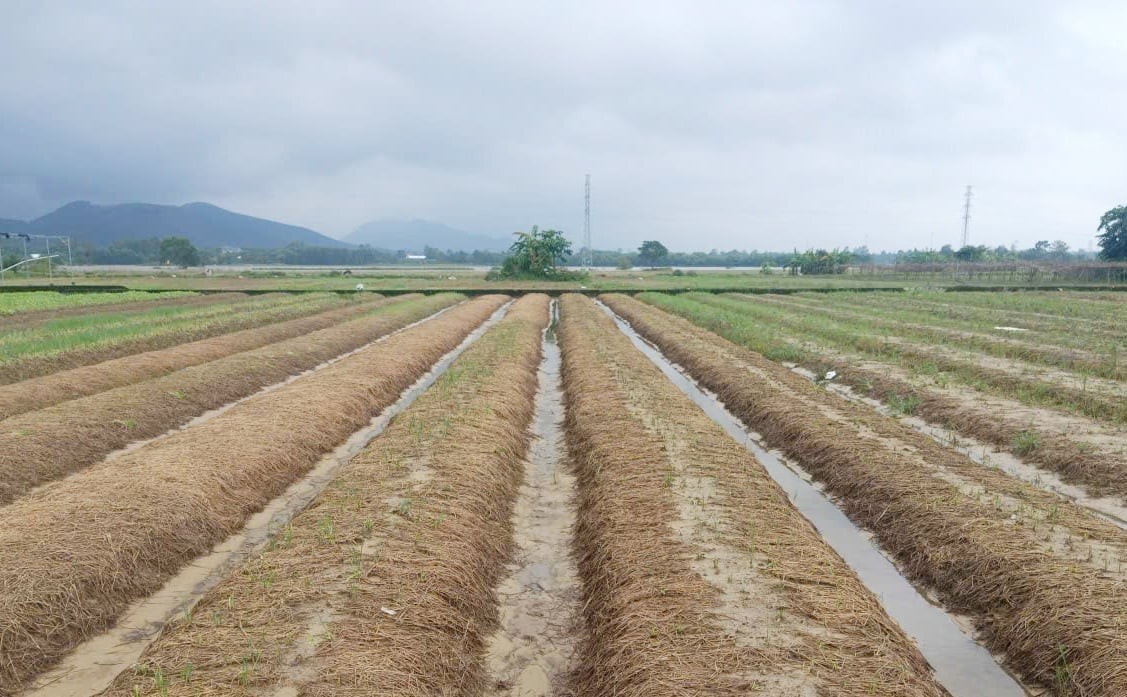 Huế: Cần quan tâm hỗ trợ tài chính, cây giống, vật nuôi để khôi phục sản xuất nông nghiệp