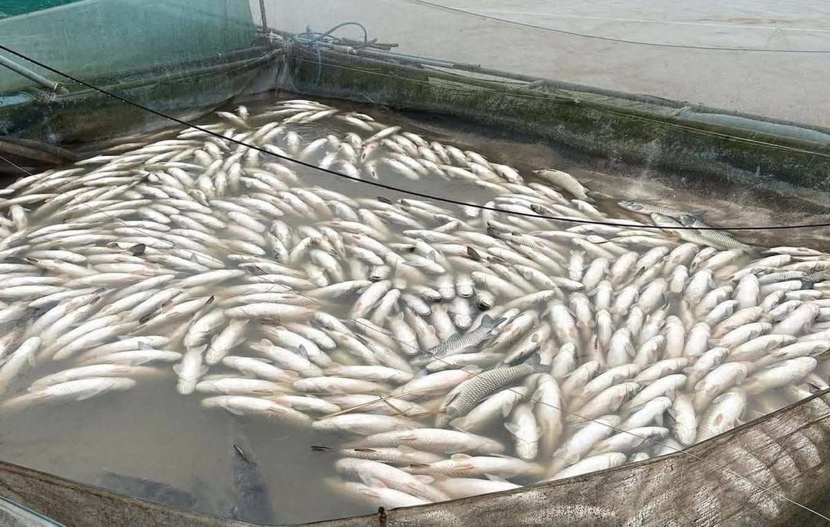 Huế: Cần quan tâm hỗ trợ tài chính, cây giống, vật nuôi để khôi phục sản xuất nông nghiệp