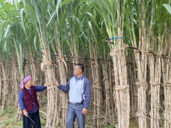 Mía Nguyên Bình - Cây trồng đặc hữu có giá trị cho nông dân phát triển sinh kế