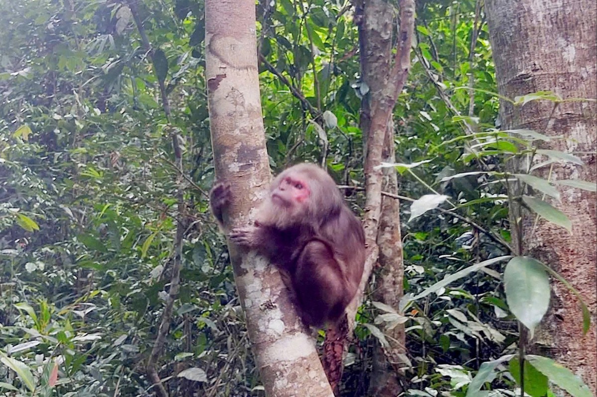 Tăng cường công tác kiểm tra hoạt động kinh doanh, vận chuyển, tiêu thụ động vật hoang dã