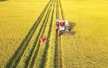 nganh nong nghiep trien khai ke hoach giam phat thai trong trong trot den nam 2050