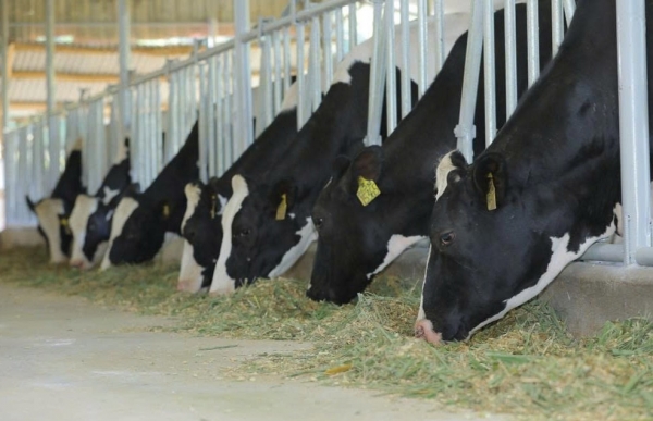 Lâm Đồng phê duyệt Đề án phát triển chăn nuôi bò sữa giai đoạn 2026–2030