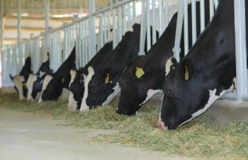 Lâm Đồng phê duyệt Đề án phát triển chăn nuôi bò sữa giai đoạn 2026–2030