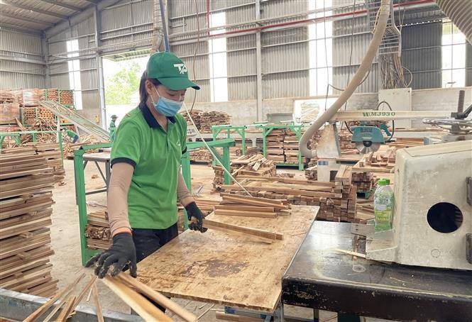 Tăng cường hỗ trợ thúc đẩy sản xuất, xuất khẩu và kiểm tra hồ sơ lâm sản