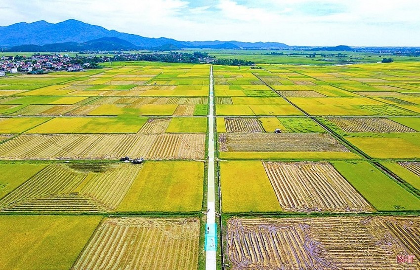 Tích tụ ruộng đất – Hướng đi mới của nông nghiệp hiện đại