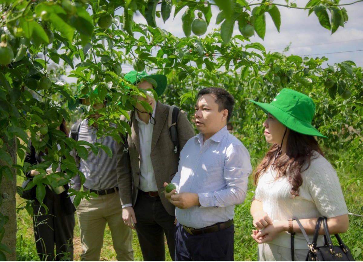 Nâng cao năng lực tiêu chuẩn và quản lý chất lượng vùng trồng chanh dây Cư M’gar