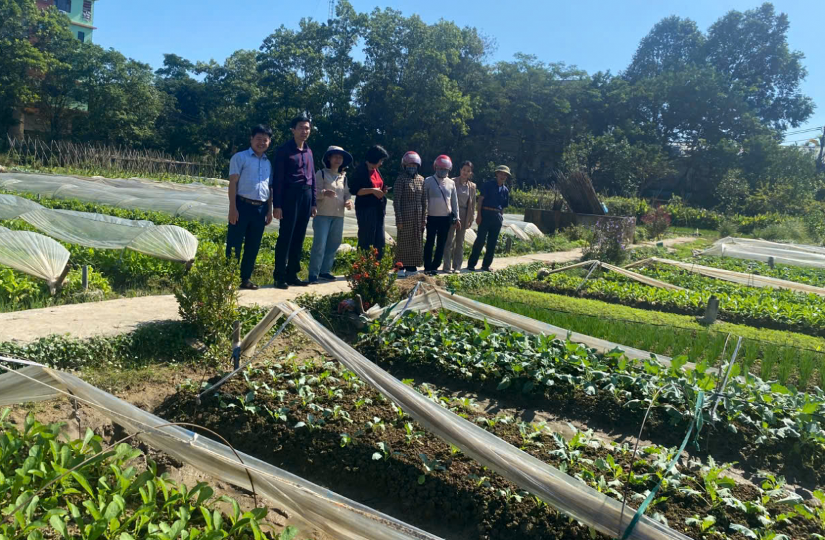 Hà Nội: Xã Nội Bài tổ chức tập huấn kỹ thuật sản xuất rau hữu cơ