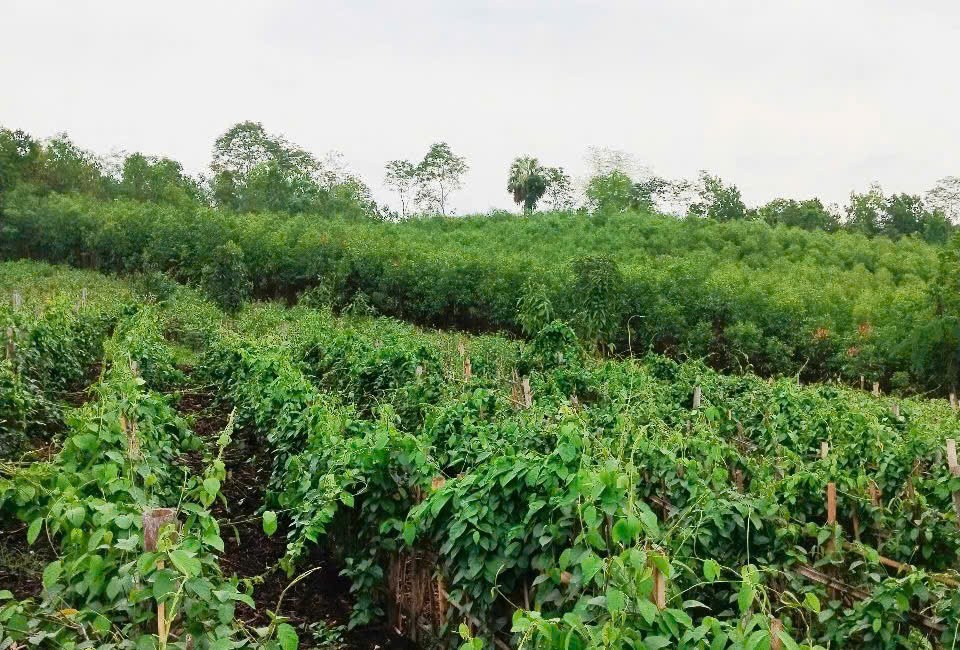 Dây thìa canh lá to mở hướng phát triển sinh kế bền vững cho đồng bào dân tộc thiểu số