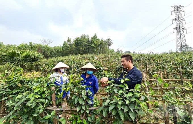 Dây thìa canh lá to mở hướng phát triển sinh kế bền vững cho đồng bào dân tộc thiểu số