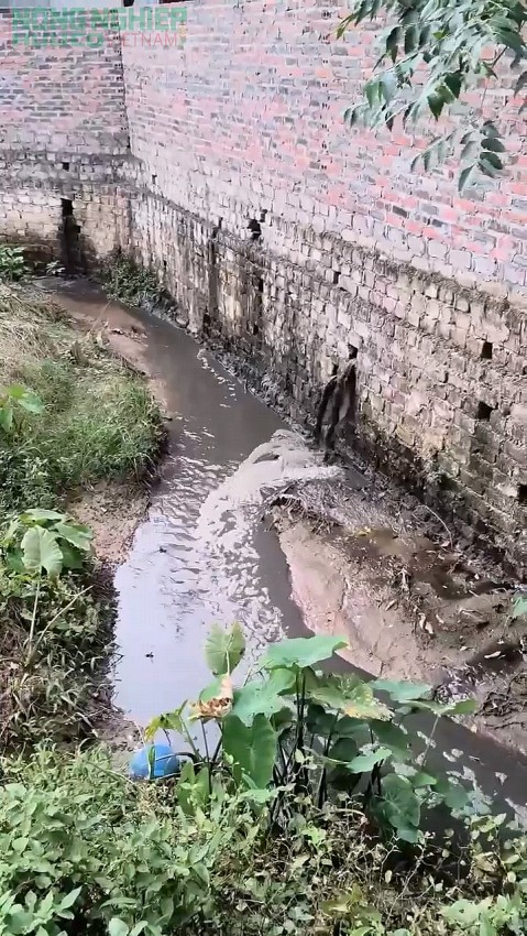 Trang trại lợn của nhà Quỳnh Lan xả nước thải xuống mương. Ảnh do người dân cung cấp.