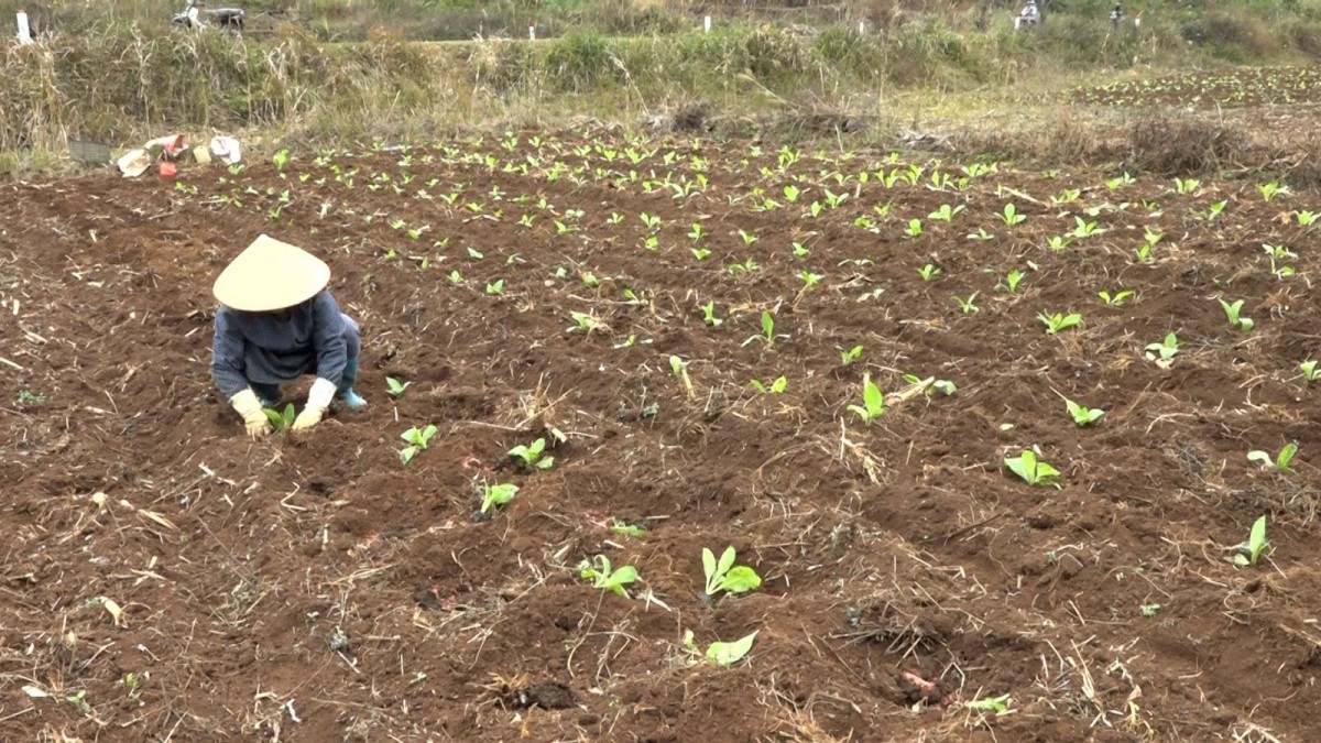 Miền Bắc đón không khí lạnh tăng cường, thấp nhất dưới 5 độ C