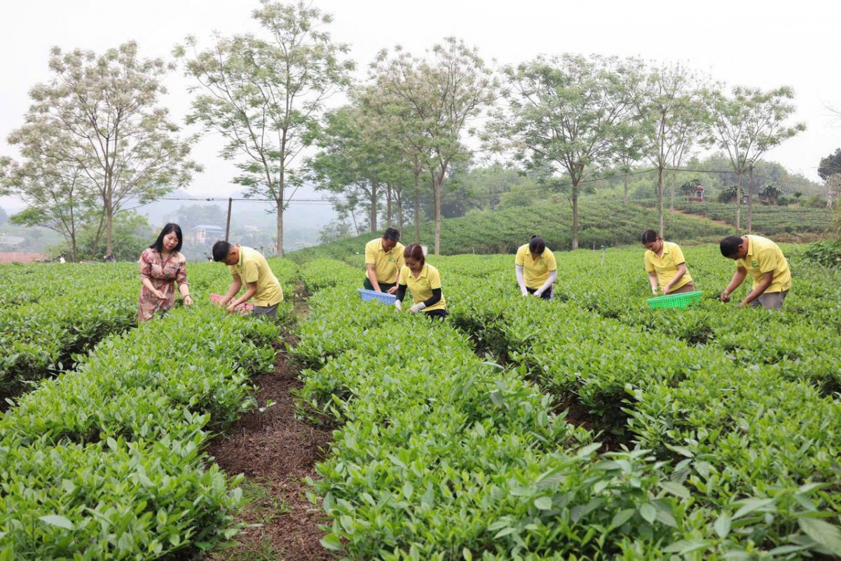 Khi làm trà trở thành hành trình kiến tạo tinh hoa