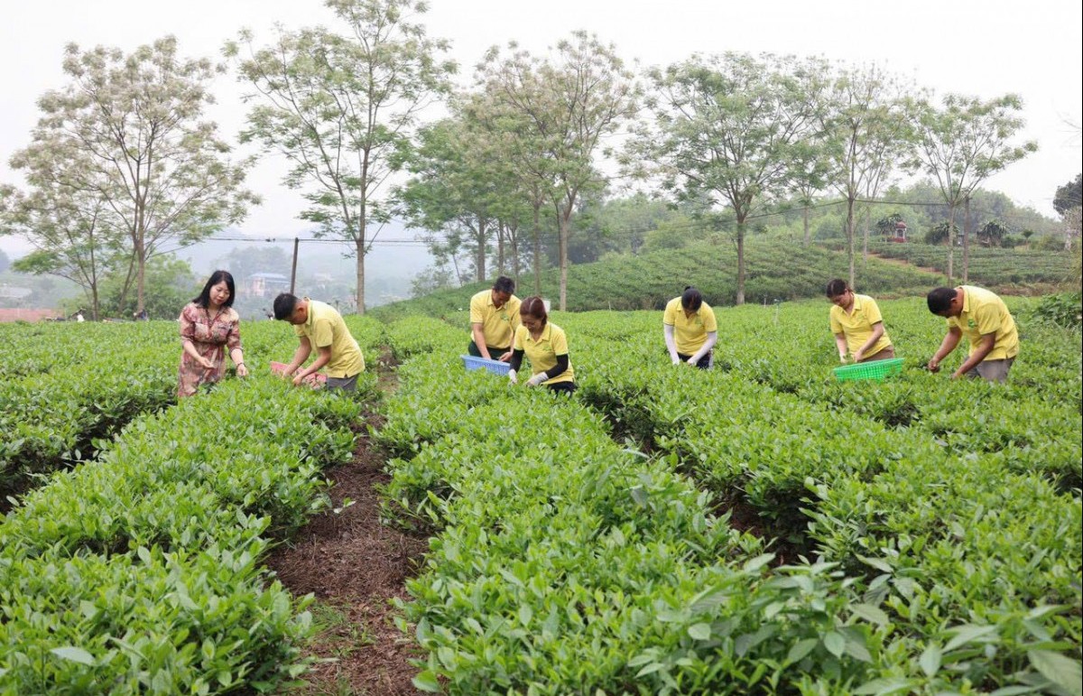 Khi làm trà trở thành hành trình kiến tạo tinh hoa