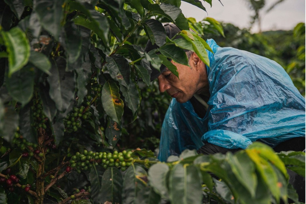 Dự báo thặng dư và chính sách thuế quan kéo giá cà phê giảm mạnh