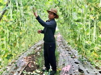 Gia Lai đẩy mạnh hỗ trợ nông dân phát triển cây trồng - vật nuôi theo hướng an toàn