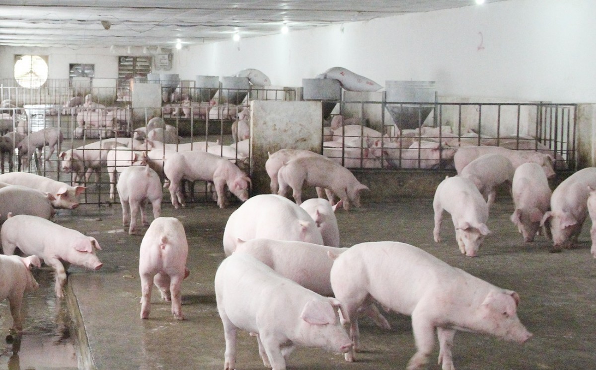 Bắc Ninh đẩy mạnh ứng dụng khoa học công nghệ trong phát triển chăn nuôi hiện đại