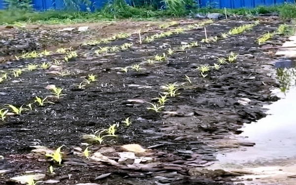 Thêm một người bị khởi tố liên quan vụ cơ sở sản xuất giá thể hữu cơ gây ô nhiễm