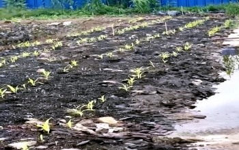 Thêm một người bị khởi tố liên quan vụ cơ sở sản xuất giá thể hữu cơ gây ô nhiễm