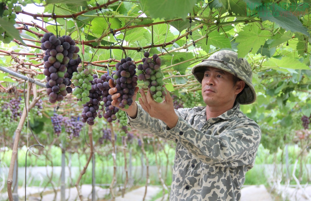 Nghệ An thúc đẩy phát triển nông nghiệp hữu cơ toàn diện