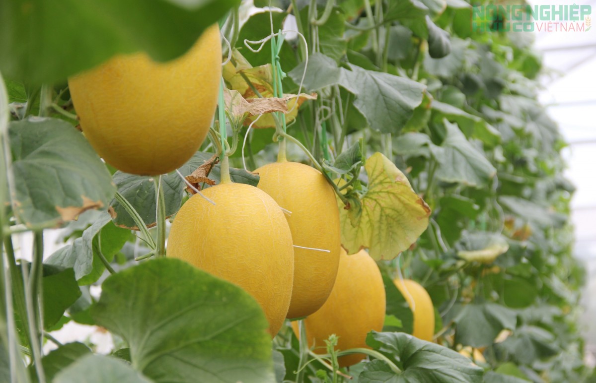 Nghệ An thúc đẩy phát triển nông nghiệp hữu cơ toàn diện