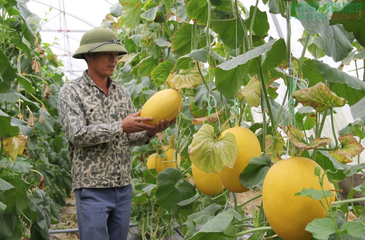 Vụ Xuân 2026, Nghệ An phấn đấu đạt hơn 700.000 tấn lương thực