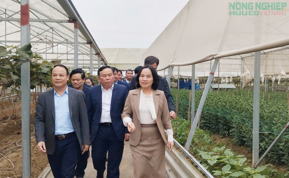 Vụ Xuân 2026, Nghệ An phấn đấu đạt hơn 700.000 tấn lương thực