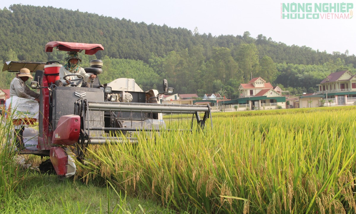 Nghệ An: Khắc phục khó khăn để vụ Hè Thu - Mùa năm 2026 đạt hiệu quả