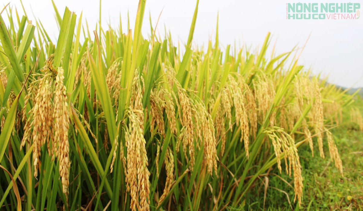 Nghệ An: Khắc phục khó khăn để vụ Hè Thu - Mùa năm 2026 đạt hiệu quả