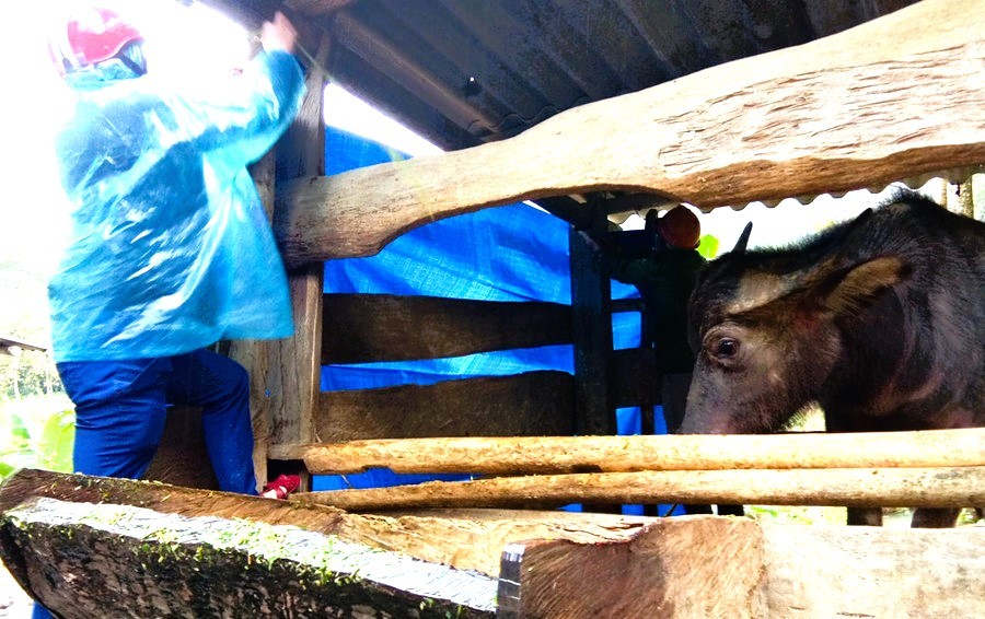 Nghệ An tăng cường kiểm soát, ngăn chặn hoạt động mua bán, vận chuyển gia súc trái phép qua biên giới