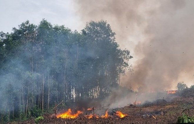 Trồng keo mang lợi trước mắt nhưng nguy cơ lũ dữ và sạt lở đất cao