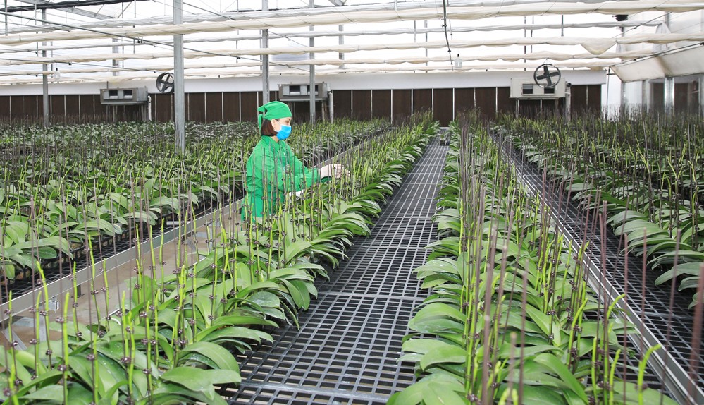 Hoàn thiện quy định xây dựng và phát triển vùng sản xuất nông nghiệp tập trung