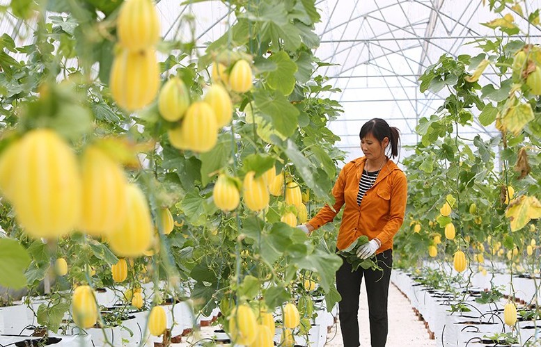 Hoàn thiện quy định xây dựng và phát triển vùng sản xuất nông nghiệp tập trung