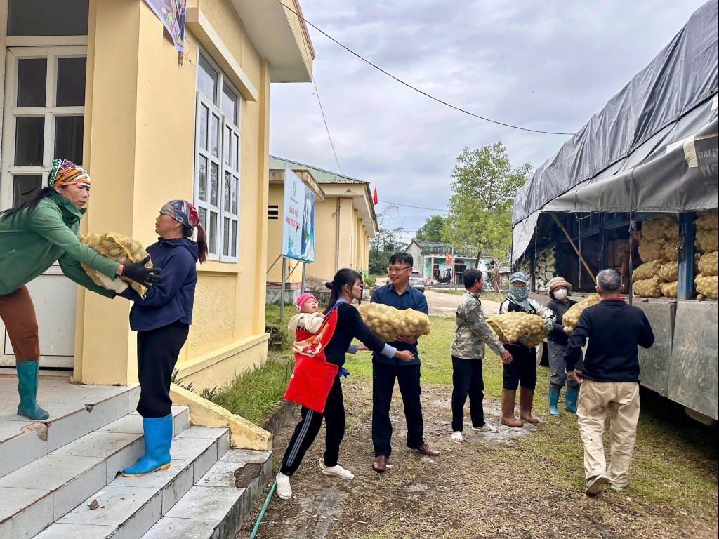 Quảng Ninh: Hỗ trợ 15 tấn giống khoai tây Atlantic trồng vụ đông cho nông dân