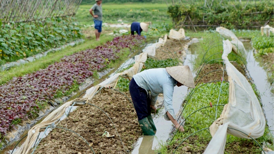 Từ cánh đồng lúa đến tạo sinh kế bền vững bằng mô hình trồng rau hữu cơ