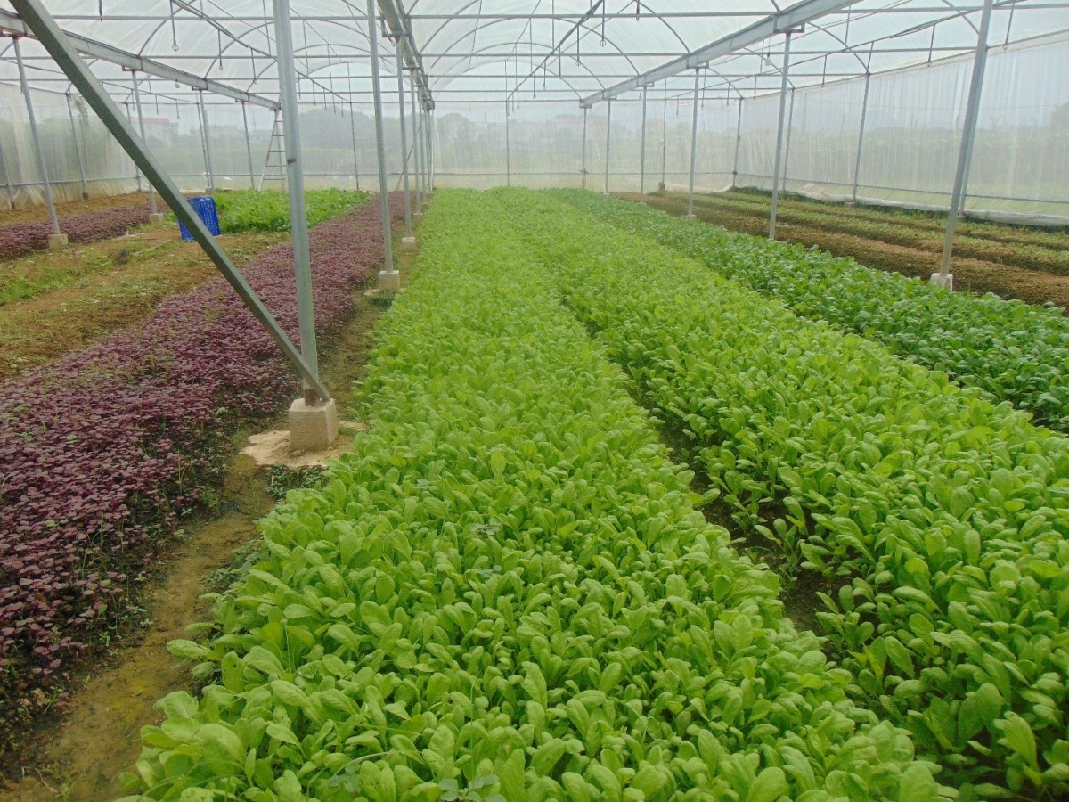 Từ cánh đồng lúa đến tạo sinh kế bền vững bằng mô hình trồng rau hữu cơ