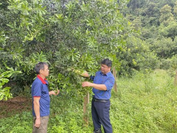 Ứng dụng khoa học và công nghệ chọn giống, nhân giống một số dòng Mắc ca