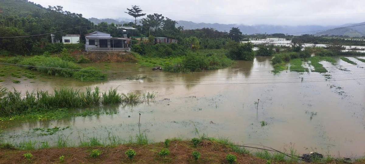 Lâm Đồng: Khoảng hơn 200ha đất sản xuất nông nghiệp dọc sông Krông Nô và dọc suối Đắk Prí bị ngập