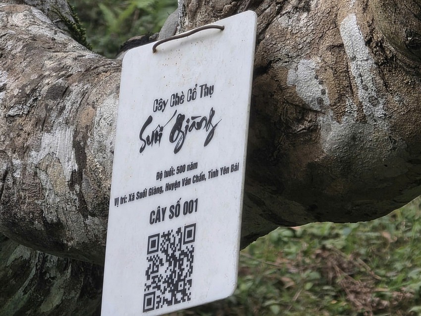 Phát triển bền vững để nâng tầm giá trị trà Shan tuyết