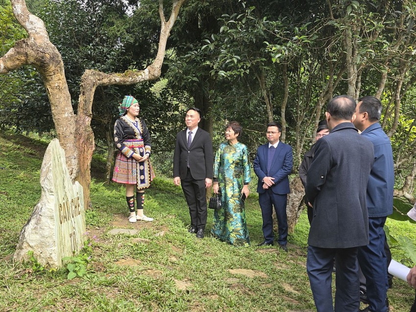 Phát triển bền vững để nâng tầm giá trị trà Shan tuyết