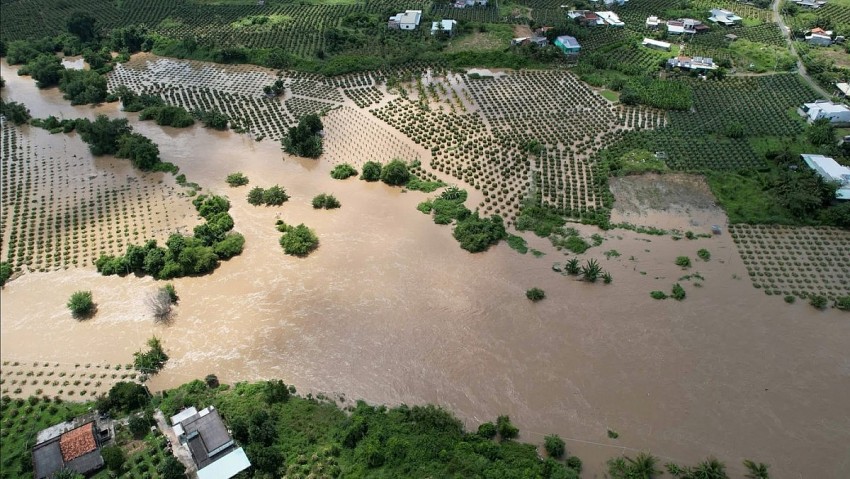 Hàng trăm ha thanh long của người dân Lâm Đồng bị ngập sâu.