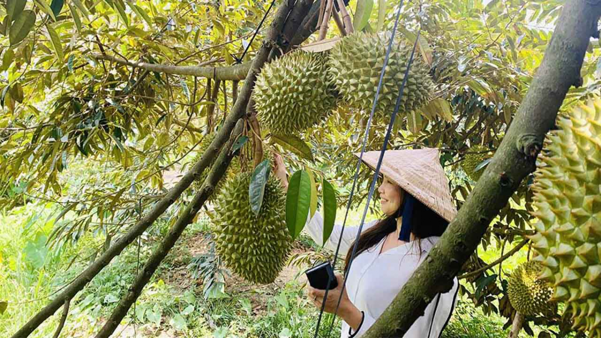 Trái cây tươi Vĩnh Long: Sản phẩm OCOP từ miền đất phù sa