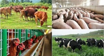 Lâm Đồng triển khai kế hoạch phát triển chăn nuôi, hướng tới nền chăn nuôi hiện đại